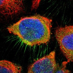 MAGEA10 Antibody, Novus Biologicals 25 &mu;L, Unconjugated:Antibodies,