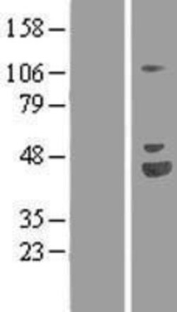 Novus Biologicals&trade;&nbsp;NRAGE/MAGED1 Overexpression Lysate