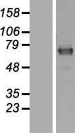 Novus Biologicals&trade;&nbsp;MAGED2 Overexpression Lysate