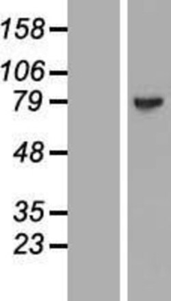 Novus Biologicals&trade;&nbsp;MAGED4B Overexpression Lysate