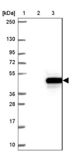 MAGEF1 Antibody, Novus Biologicals 25 &mu;L; Unlabeled:Antibodies, Polyclonal