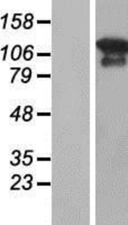 Novus Biologicals&trade;&nbsp;MAGI3 Overexpression Lysate