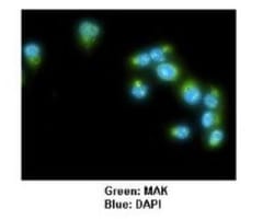 MAK Antibody, Novus Biologicals 0.05mg; Unlabeled:Antibodies, Polyclonal