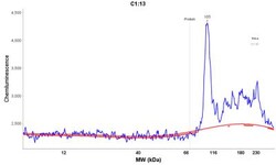 MALT1 Antibody (MT1/410), Novus Biologicals:Antibodies:Primary Antibodies