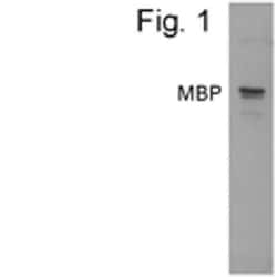 Maltose Binding Protein Antibody, Novus Biologicals 0.1mg; Unlabeled:Antibodies,