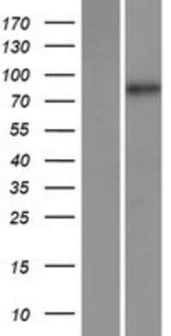 Novus Biologicals&trade;&nbsp;MAMLD1 Overexpression Lysate