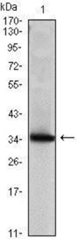 Mammaglobin A Antibody (3C8), Novus Biologicals 0.025 mL, Unconjugated:Antibodies,
