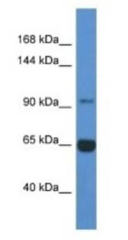 MAN2A2 Antibody, Novus Biologicals:Antibodies:Primary Antibodies