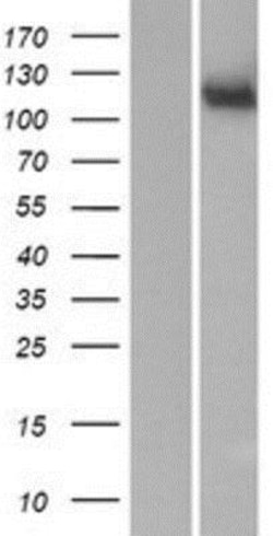 Novus Biologicals&trade;&nbsp;MAN2C1 Overexpression Lysate