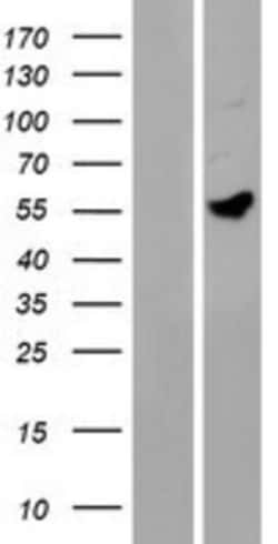 Novus Biologicals&trade;&nbsp;MANEAL Overexpression Lysate