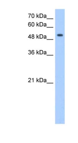 MFNG Antibody, Novus Biologicals 100&mu;L; Unlabeled:Antibodies, Polyclonal