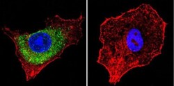 IGF-II R/IGF2R Antibody (2G11) - BSA Free, Novus Biologicals 0.1mL; Unlabeled:Antibodies,