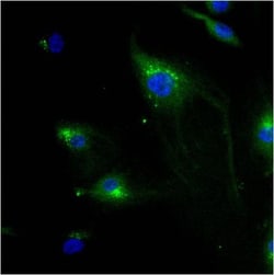 IGF-II R/IGF2R Antibody (2G11) - BSA Free, Novus Biologicals 0.1mL; Unlabeled:Antibodies,