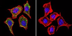 IGF-II R/IGF2R Antibody (2G11) - BSA Free, Novus Biologicals 0.1mL; Unlabeled:Antibodies,