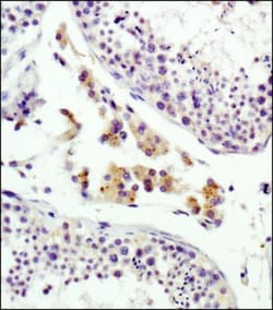 IGF-II R/IGF2R Antibody (2G11) - BSA Free, Novus Biologicals 0.1mL; Unlabeled:Antibodies,