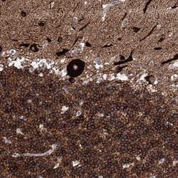 MAP1A Antibody, Novus Biologicals:Antibodies:Primary Antibodies