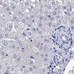 MAP1A Antibody, Novus Biologicals:Antibodies:Primary Antibodies