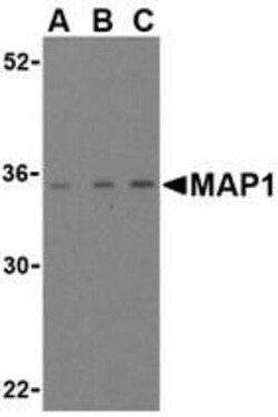 MAP1 Antibody - BSA Free, Novus Biologicals 0.1mg; Unlabeled:Antibodies,
