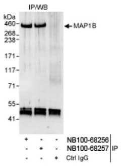 MAP1B Antibody, Novus Biologicals 0.1mL; Unlabeled:Antibodies, Polyclonal