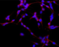 MAP2 Antibody (HM-2) - BSA Free, Novus Biologicals 0.05mL; Unlabeled:Antibodies,