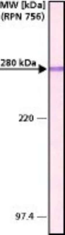 MAP2 Antibody (HM-2) - BSA Free, Novus Biologicals 0.05mL; Unlabeled:Antibodies,