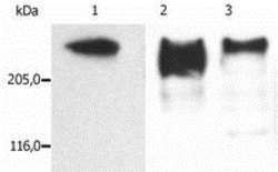 MAP2 Antibody (MT-01) - BSA Free, Novus Biologicals 0.1mg; Unlabeled:Antibodies,