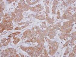 MAP3K12 Antibody, Novus Biologicals 0.1mL; Unlabeled:Antibodies, Polyclonal
