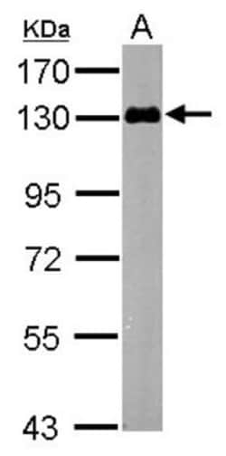 MAP3K12 Antibody, Novus Biologicals 0.1mL; Unlabeled:Antibodies, Polyclonal