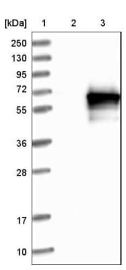ATP6V1H Antibody, Novus Biologicals:Antibodies:Primary Antibodies