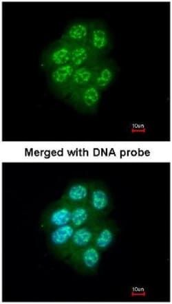 MAP3K9 Antibody, Novus Biologicals 0.1mL; Unlabeled:Antibodies, Polyclonal