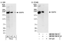 MAP4 Antibody, Novus Biologicals 0.1mL; Unlabeled:Antibodies, Polyclonal