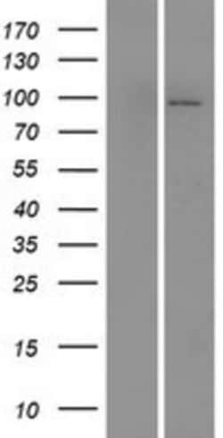 Novus Biologicals&trade;&nbsp;MAP4K1 Overexpression Lysate