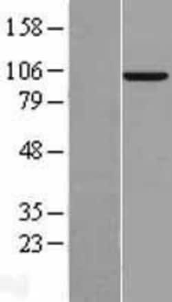 Novus Biologicals&trade;&nbsp;MAP4K3 Overexpression Lysate