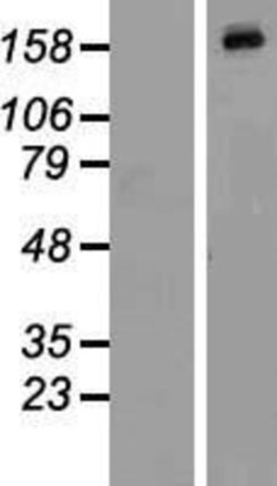 Novus Biologicals&trade;&nbsp;HGK/MAP4K4 Overexpression Lysate