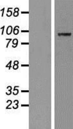Novus Biologicals&trade;&nbsp;MAP4K5 Overexpression Lysate