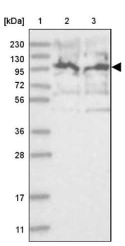 MAP4K5 Antibody, Novus Biologicals 25 &mu;L; Unlabeled:Antibodies, Polyclonal