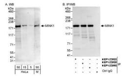 MAP4K6 Antibody, Novus Biologicals 0.1mL; Unlabeled:Antibodies, Polyclonal