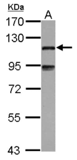 MAP7 Antibody, Novus Biologicals 0.1 mL | Buy Online | Novus Biologicals | Fisher Scientific