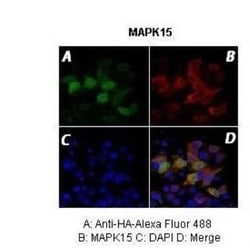 MAPK15 Antibody, Novus Biologicals:Antibodies:Primary Antibodies