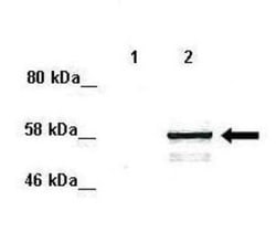 MAPK15 Antibody, Novus Biologicals:Antibodies:Primary Antibodies