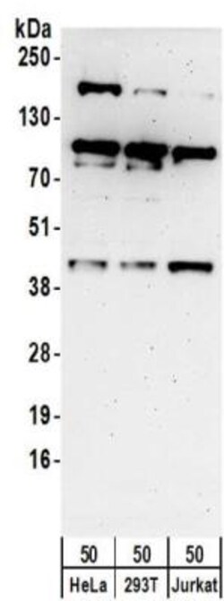 MAPKAP Kinase 3 Antibody, Novus Biologicals 0.1mg; Unlabeled:Antibodies,