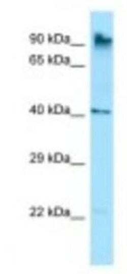 MARCH10 Antibody, Novus Biologicals 20 &mu;L; Unlabeled:Antibodies, Polyclonal