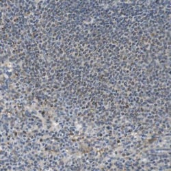 MARCH1 Antibody, Novus Biologicals 0.1mL; Unlabeled:Antibodies, Polyclonal