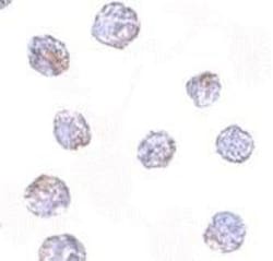 MARCH8 Antibody - BSA Free, Novus Biologicals 0.1mg; Unlabeled:Antibodies,