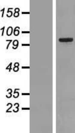 Novus Biologicals&trade;&nbsp;MARK2 Overexpression Lysate