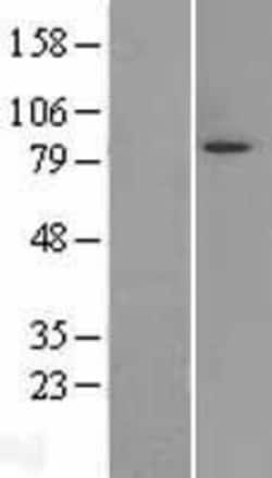 Novus Biologicals&trade;&nbsp;Mark3 Overexpression Lysate
