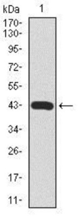 Mark3 Antibody (2G12) - BSA Free, Novus Biologicals 0.1mL; Unlabeled:Antikörper