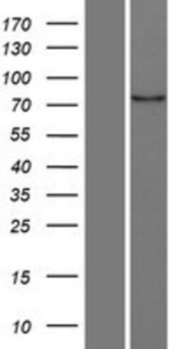 Novus Biologicals™ MARK4 Overexpression Lysate