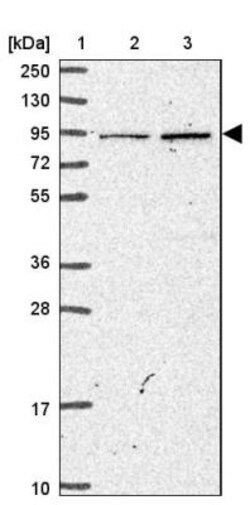 MASL1 Antibody, Novus Biologicals 0.1mL; Unlabeled:Antibodies, Polyclonal