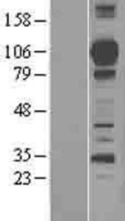 Novus Biologicals&trade;&nbsp;Complement Factor MASP1 Overexpression Lysate